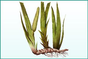 Calamus de renforcement général et d’amélioration de la puissance